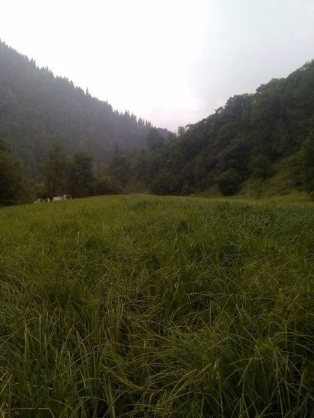 Продам земельну ділянку с.Дземброня - <ro>Изображение</ro><ru>Изображение</ru> #3, <ru>Объявление</ru> #1666490