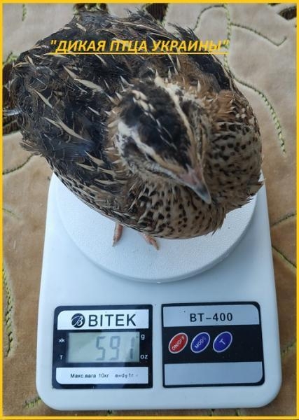 Яйца инкубационные перепела Фараон (селекция Espana). - <ro>Изображение</ro><ru>Изображение</ru> #1, <ru>Объявление</ru> #1711190