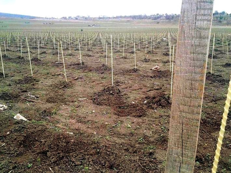 Колышки для растений, опоры для растений из композитных материалов POLYARM - <ro>Изображение</ro><ru>Изображение</ru> #4, <ru>Объявление</ru> #1713432