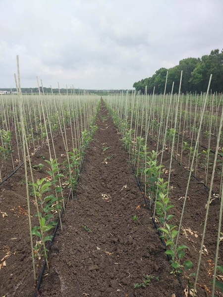 Продам из композитных материалов POLYARM - колышки, опоры  - <ro>Изображение</ro><ru>Изображение</ru> #5, <ru>Объявление</ru> #1713253